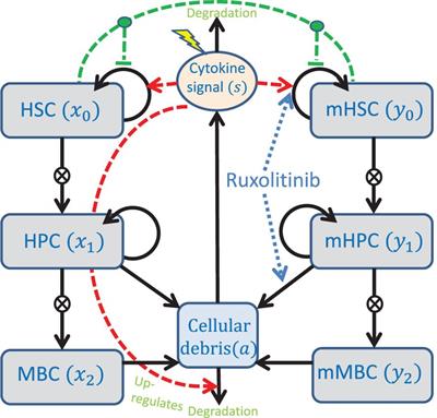 Mathematical modelling of stem and progenitor cell dynamics during ruxolitinib treatment of patients with myeloproliferative neoplasms